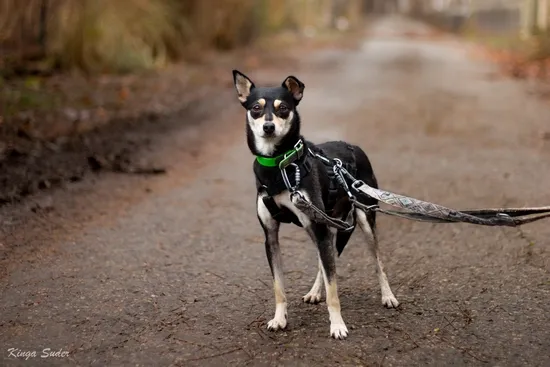 Pies do adopcji, Kraków, 28 sierpnia 2025 (3/4)