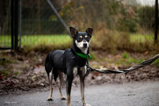 Pies do adopcji, Kraków, 28 sierpnia 2025 (4/4)
