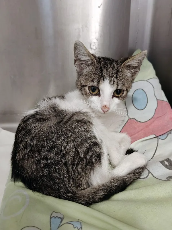 Kot do adopcji, Włocławek, 11 września 2025 (2/5)