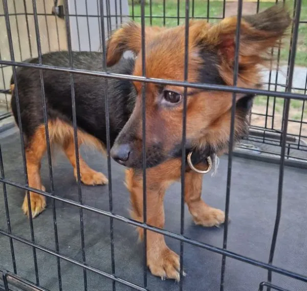 Znaleziono psa, Radom, 10 września 2025