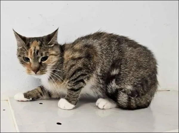 Znaleziono kota, Grudziądz, 5 września 2025