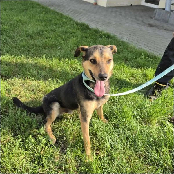 Znaleziono psa, Grudziądz, 8 września 2025