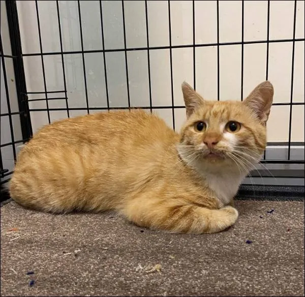 Znaleziono kota, Grudziądz, 11 września 2025