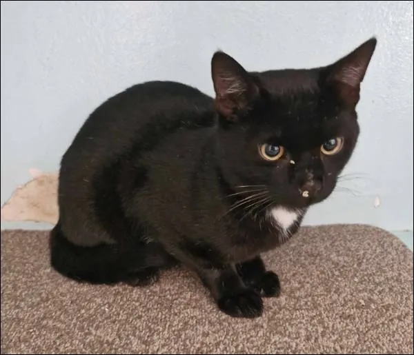 Znaleziono kota, Grudziądz, 8 września 2025