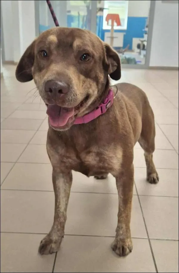 Znaleziono psa, Grudziądz, 9 września 2025