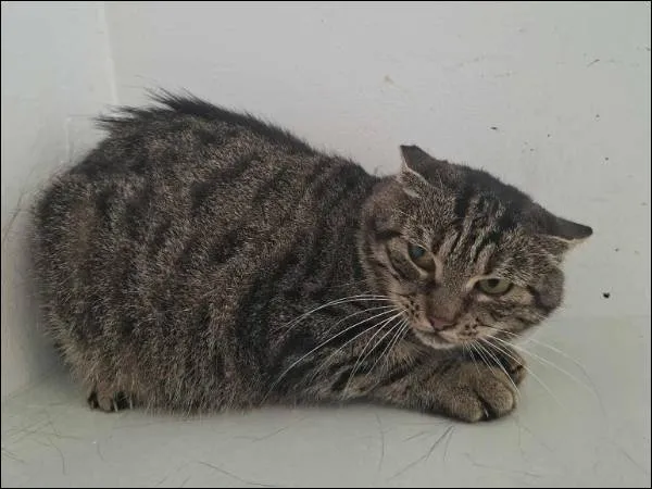 Znaleziono kota, Grudziądz, 5 września 2025