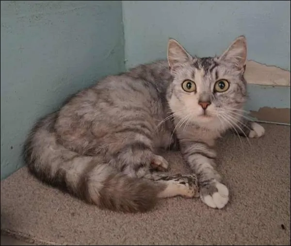 Znaleziono kota, Grudziądz, 9 września 2025