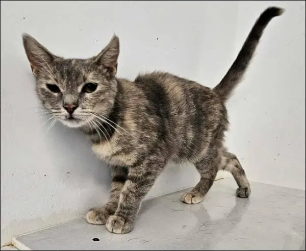 Znaleziono kota, Grudziądz, 5 września 2025