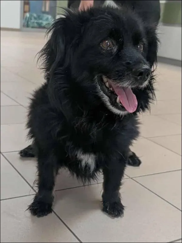 Znaleziono psa, Grudziądz, 9 września 2025