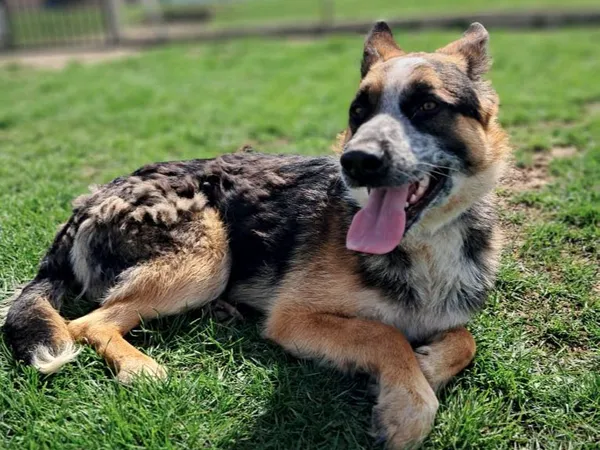 Znaleziono psa, Tatary, 4 września 2025 (2/4)