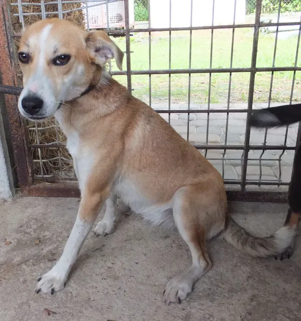 Znaleziono psa, Nowa Krępa, 9 września 2025