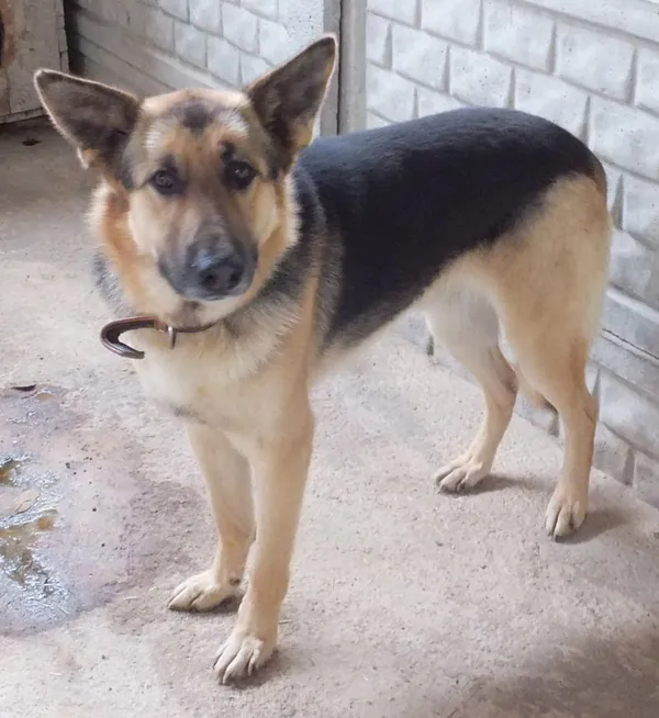 Znaleziono psa, Nowa Krępa, 1 września 2025