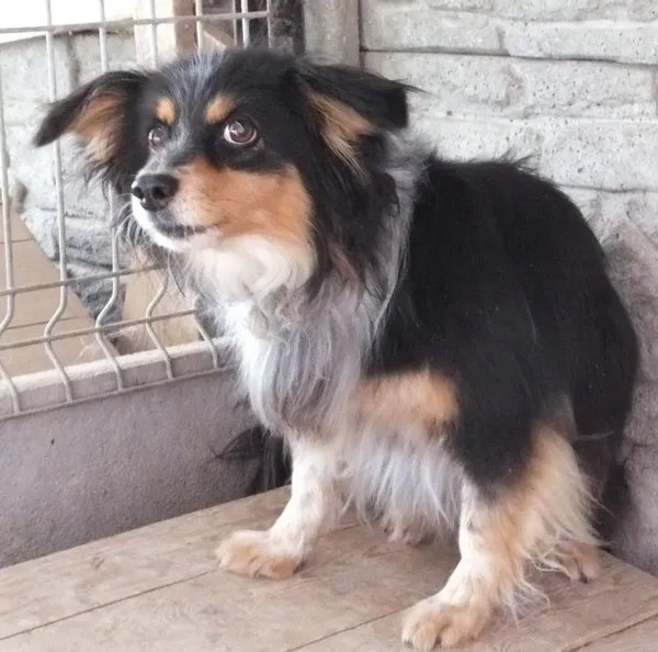 Znaleziono psa, Nowa Krępa, 31 sierpnia 2025