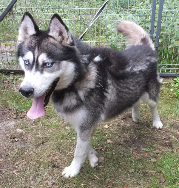 Znaleziono psa, Nowa Krępa, 29 sierpnia 2025