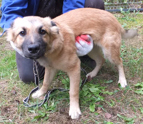 Znaleziono psa, Nowa Krępa, 29 sierpnia 2025