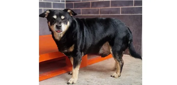 Pies do adopcji, Wrocław, 6 września 2025 (2/2)