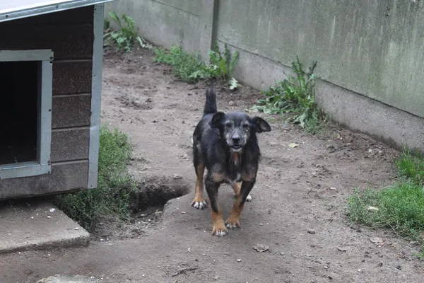 Pies do adopcji, Bełchatów, 6 listopada 2023 (1/4)