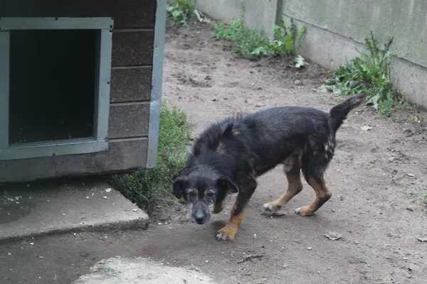 Pies do adopcji, Bełchatów, 6 listopada 2023 (2/4)