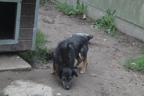 Pies do adopcji, Bełchatów, 6 listopada 2023 (3/4)