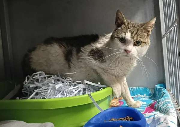 Znaleziono kota, Toruń, 10 września 2025