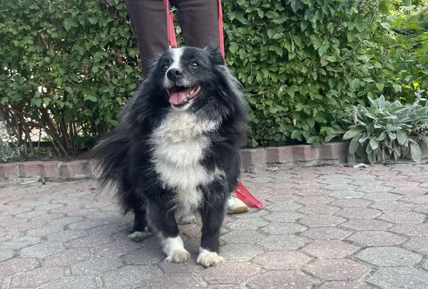 Znaleziono psa, Toruń, 10 września 2025