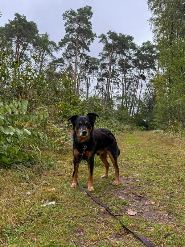 Pies do adopcji, Włocławek, 11 września 2025 (1/5)