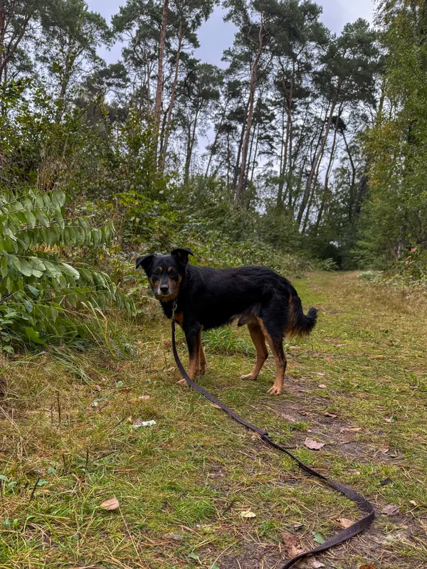 Pies do adopcji, Włocławek, 11 września 2025 (3/5)