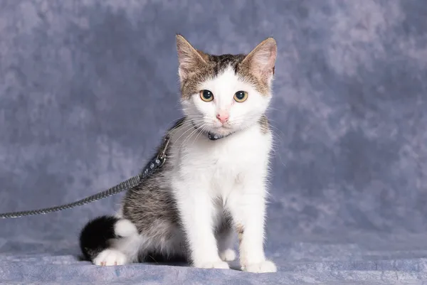 Kot do adopcji, Gdańsk, 12 września 2025