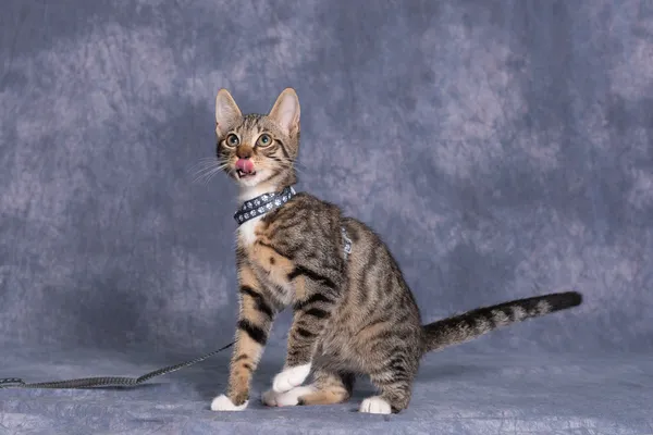 Kot do adopcji, Gdańsk, 12 września 2025