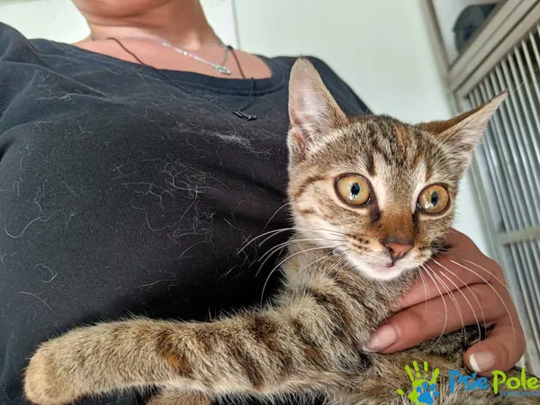 Kot do adopcji, Racławice, 11 września 2025 (4/5)