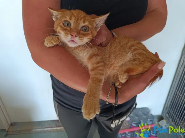 Kot do adopcji, Racławice, 11 września 2025 (2/2)