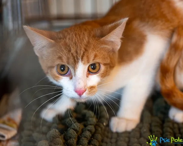 Kot do adopcji, Racławice, 11 września 2025 (1/5)