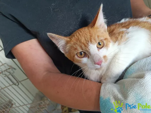 Kot do adopcji, Racławice, 11 września 2025 (4/5)