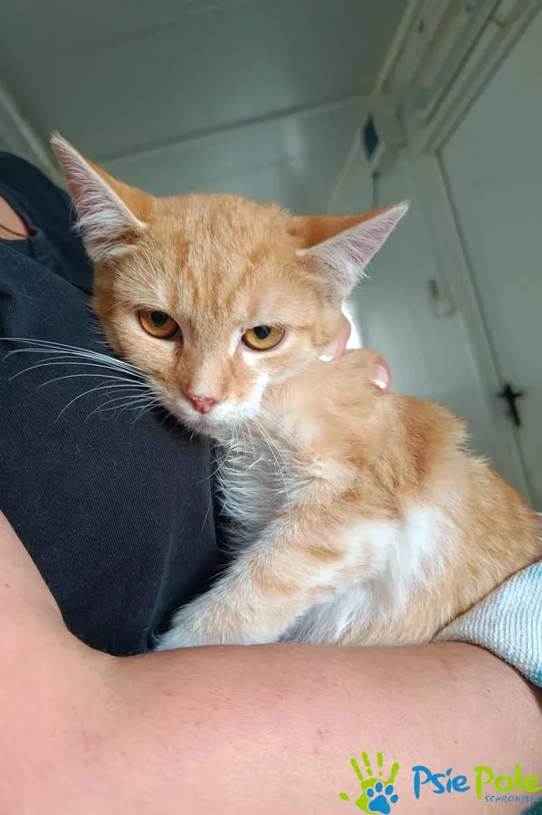 Kot do adopcji, Racławice, 11 września 2025 (1/2)