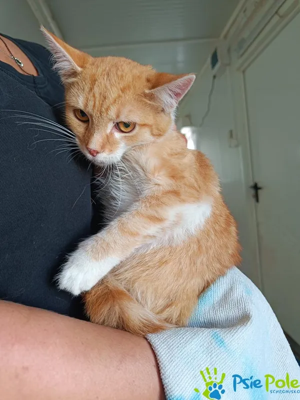 Kot do adopcji, Racławice, 11 września 2025 (2/2)
