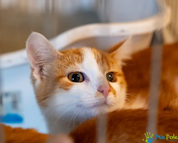 Kot do adopcji, Racławice, 10 września 2025 (2/5)