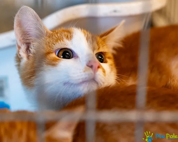 Kot do adopcji, Racławice, 10 września 2025 (3/5)