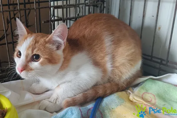 Kot do adopcji, Racławice, 10 września 2025 (5/5)