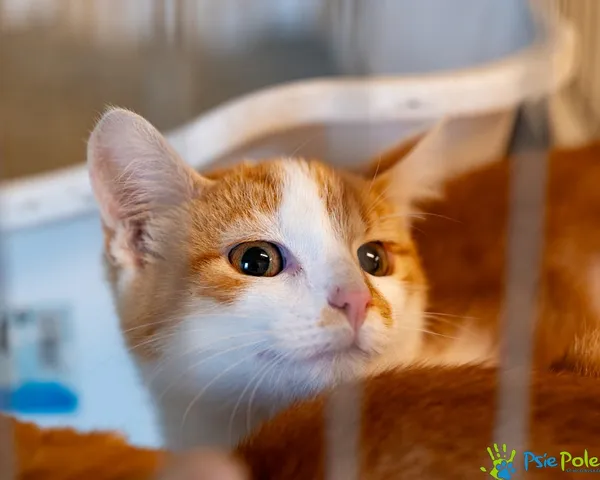 Kot do adopcji, Racławice, 10 września 2025 (2/5)