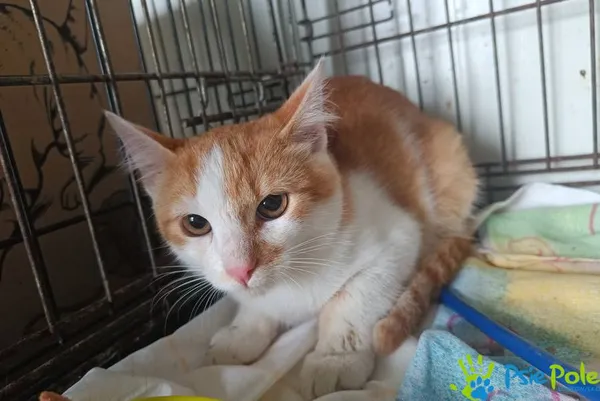 Kot do adopcji, Racławice, 10 września 2025 (4/5)