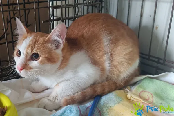 Kot do adopcji, Racławice, 10 września 2025 (5/5)