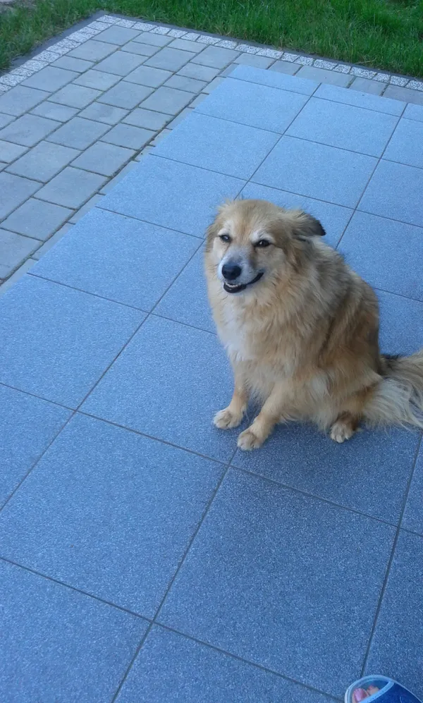 Zaginął pies, Kołbiel, 13 września 2025 (1/4)