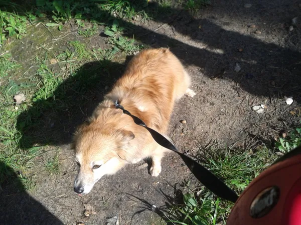 Zaginął pies, Kołbiel, 13 września 2025 (4/4)