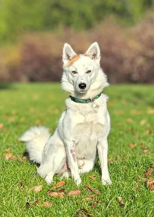 Znaleziono psa, Lublin, 12 września 2025