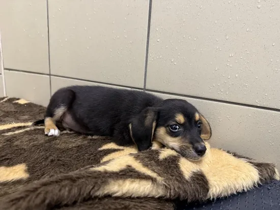 Pies do adopcji, Kraków, 9 września 2025