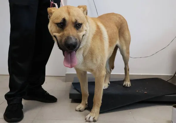 Znaleziono psa, Łódź, 12 września 2025 (1/2)