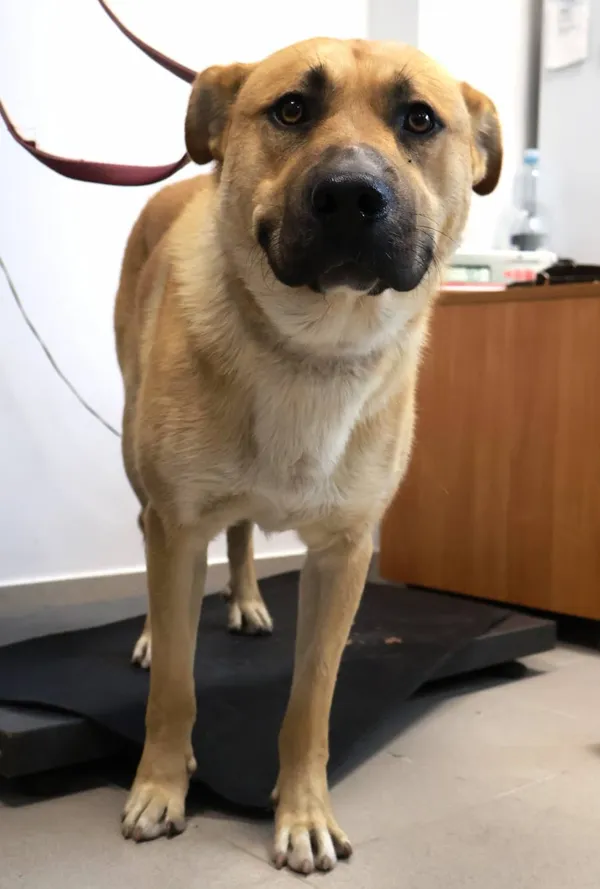 Znaleziono psa, Łódź, 12 września 2025 (2/2)