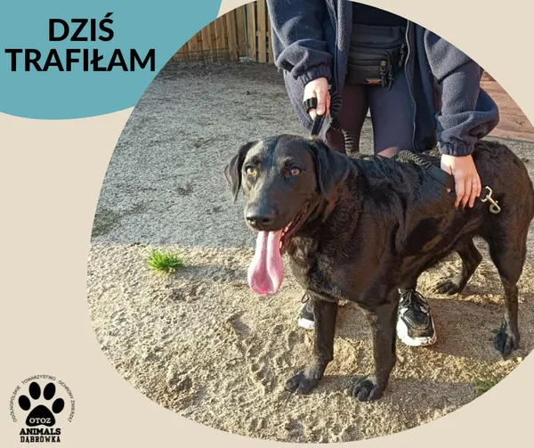 Znaleziono psa, Dąbrówka, 9 września 2025