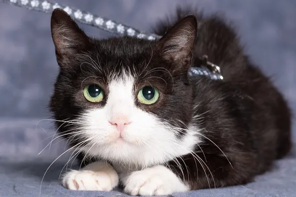 Kot do adopcji, Gdańsk, 13 czerwca 2025