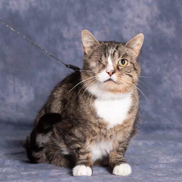 Kot do adopcji, Gdańsk, 12 września 2025